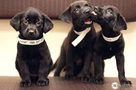 Check spelling or type a new query. Pin On Animals