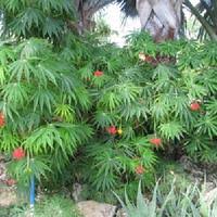 Image result for Jatropha multifida
