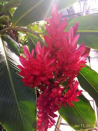 We did not find results for: Jual Pokok Alpinia Purpurata Red Ginger Flower Cantik Facebook