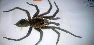 Eines ihrer beine kann bis zu 12 cm lang werden. Lateinamerika Brasilianische Wanderspinne Erzeugt Panik In Nordengland Latinapress Nachrichten