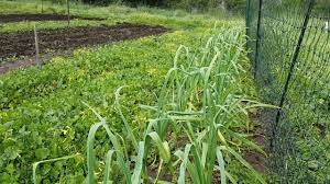 If you can see the soil through the mulch in spring, it's too thin. Vlog 18 Mulching Vs Not Mulching Garlic Youtube
