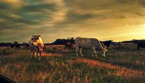 Animal Husbandry In Brazil Wikipedia