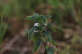 Image result for Spermacoce princeae