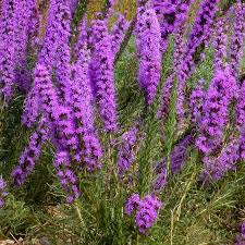 We did not find results for: Texas Blazing Star Liatris Mucronata High Country Gardens