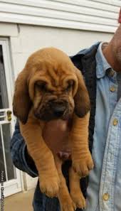 Both parents can be seen as home bred confident puppies. Bloodhound Puppies For Sale For Sale In Knoxville Tennessee Best Pets Online