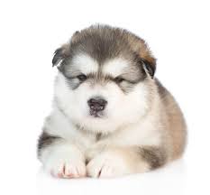 Contact us today to learn more about our puppies or if you want to make a special order. Alaskan Malamute Cost A Complete Guide With Calculator Petbudget Pet Costs Saving Tips