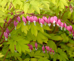 See full list on thespruce.com Gold Heart Old Fashioned Bleeding Heart Dicentra Spectabilis Proven Winners