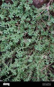 Image result for Pilea johnstonii