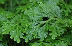 Image result for Selaginella cathedrifolia