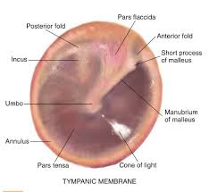 Ear Flashcards Pediatric Nurse Practitioner Audiology Student Pediatric Nursing