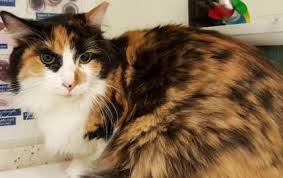Luna Is A 4 Year Old Domestic Medium Hair Cat Cats Animals 4 Year Olds
