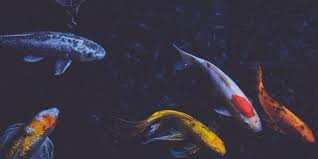 An outdoor fish pond can be cleaned using a leaf skimmer, a net to clear. How To Clean A Garden Pond Pond Guides Pond Planet