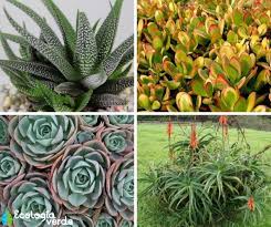 15 Tipos De Cactus Nombres Fotos Y Cuidados Con Video