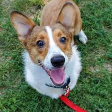 We raise, train, breed, rescue, and adopt pembroke welsh corgi adults and puppies in alexandria, minnesota. Columbus Humane Has A Bunch Of Corgis Up For Adoption And The Cuteness Is Unreal