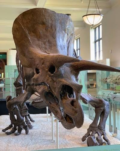It's Fossil Friday! With its massive horns and beak-shaped mouth,  Triceratops is one of the Museum's most recognizable dinosaurs. The skull  of this 65-million-year-old ceratopsian measures about 8 ft (2.4 m)  long—almost