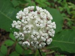 Pin By Annie Wouters On Milkweeds And Monarchs Milkweed Asclepias Plants