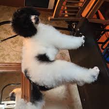 Which cut for a 5 month old? | Poodle Forum