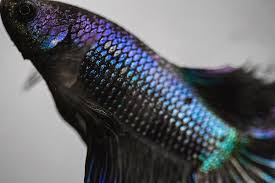 Is your betta fish bloated? Iridescent Betta Scales Photograph By Jennifer Gaida