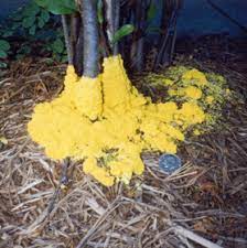 Slime Molds Wisconsin Horticulture