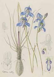 Image result for Disa saxicola