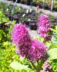 Image result for Spiraea douglasii