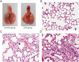 This section of dentaljuce has over 400 histological slides, showing tissues from all organ systems in their healthy state. Plos One Pulmonary Permeability Assessed By Fluorescent Labeled Dextran Instilled Intranasally Into Mice With Lps Induced Acute Lung Injury