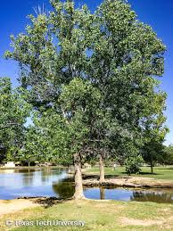 Image result for Populus deltoides