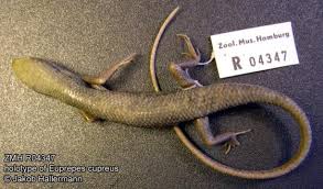 Image result for Stipularia africana