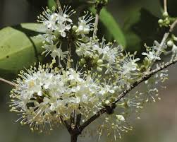 Image result for Warneckea sansibarica