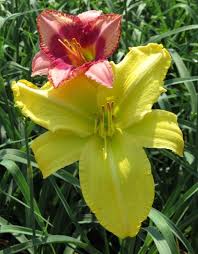 Supermoon Gazer Mooiplaas Iris Daylilies