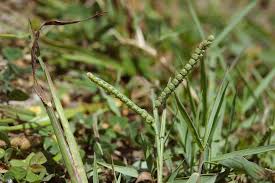 Image result for Paspalum scrobiculatum