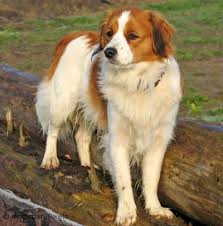 Nederlandse kooikerhondje information including personality, history, grooming, pictures, videos, and the akc breed standard. Kooikerhondje Hunderasse K Hundeseite De