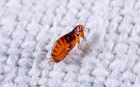 Jul 17, 2020 · cmannphoto/getty images what do fleas look like?. Complete Guide To Fleas In Texas Identification Control Prevention