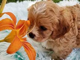 I live in illinois with my adopted family. Cavapoos Teacup Cavapoo Puppies For Sale Precious Doodle Dogs