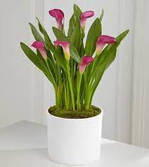 Exquisite Grace Calla Lily Plant 6 5 Royal Fleur Florist Lily Plants Plants Indoor Flowers