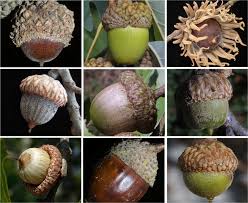 Check spelling or type a new query. Trees Of North Carolina