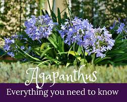 How To Care For Agapanthus Gardenologist