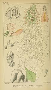 Image result for Brachycorythis ovata