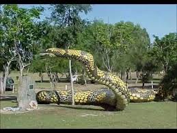 The animal mostly is found in all major oceans of on the planet. Bestsnakevideos Net World Biggest Snake Big Animals Ayr