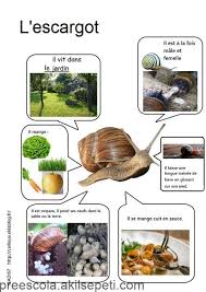 Notre Elevage D 39 Escargots D39escargots Elevage Notre Escargot Science For Kids Science Nature
