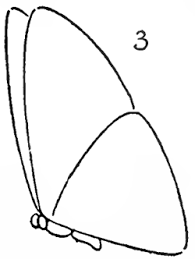Butterfly Drawing Easy Methods How To Draw Butterflies Step By Step Page 2 Of 3 How To Draw Step By Step Drawing Tutorials Butterfly Drawing Easy Drawings Easy Butterfly Drawing
