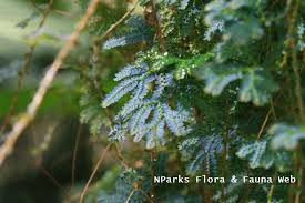 Image result for Selaginella kivuensis