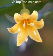 Image result for Oxyanthus goetzei