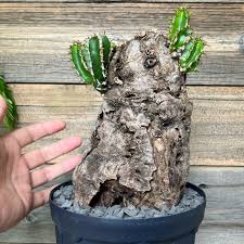 Image result for Euphorbia mlanjeana