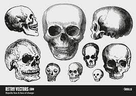 Skulls Skull Vintage Skull Retro Vector