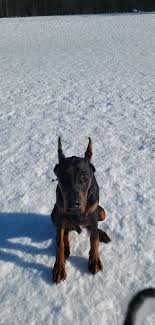 Hello members and dog lovers. Admins (I'm not asking for money as you'll  see from the context of my post) I'm looking for programs. I'm looking for  insight, help, details and education.