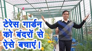 How to get rid of monkeys in your garden. à¤• à¤šà¤¨ à¤— à¤° à¤¡à¤¨ à¤• à¤¬ à¤¦à¤° à¤¸ à¤à¤¸ à¤¬à¤š à¤ Save Your Terrace Garden From Monkeys Kitchen Gardening Youtube