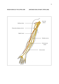 anatomy revision of the upper limb lower limb back