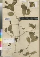 Image result for Diospyros squarrosa