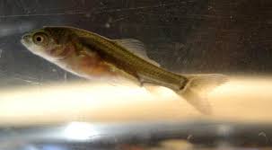 So if koi don't have 2 pairs of whiskers they are sterile?. Photos Of My 5 Day Old Fry Page 2